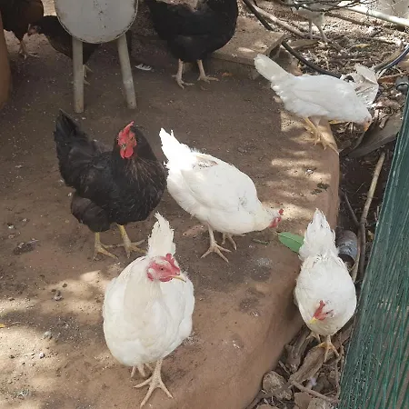 Finca Rural Torres Casas 1 Y 4 维加-德圣马特奥