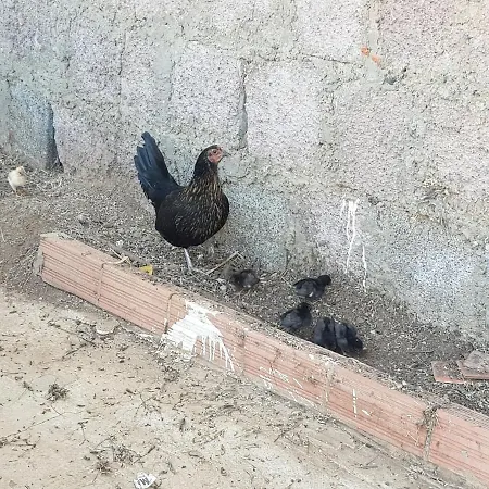 Finca Rural Torres Casas 1 Y 4 *